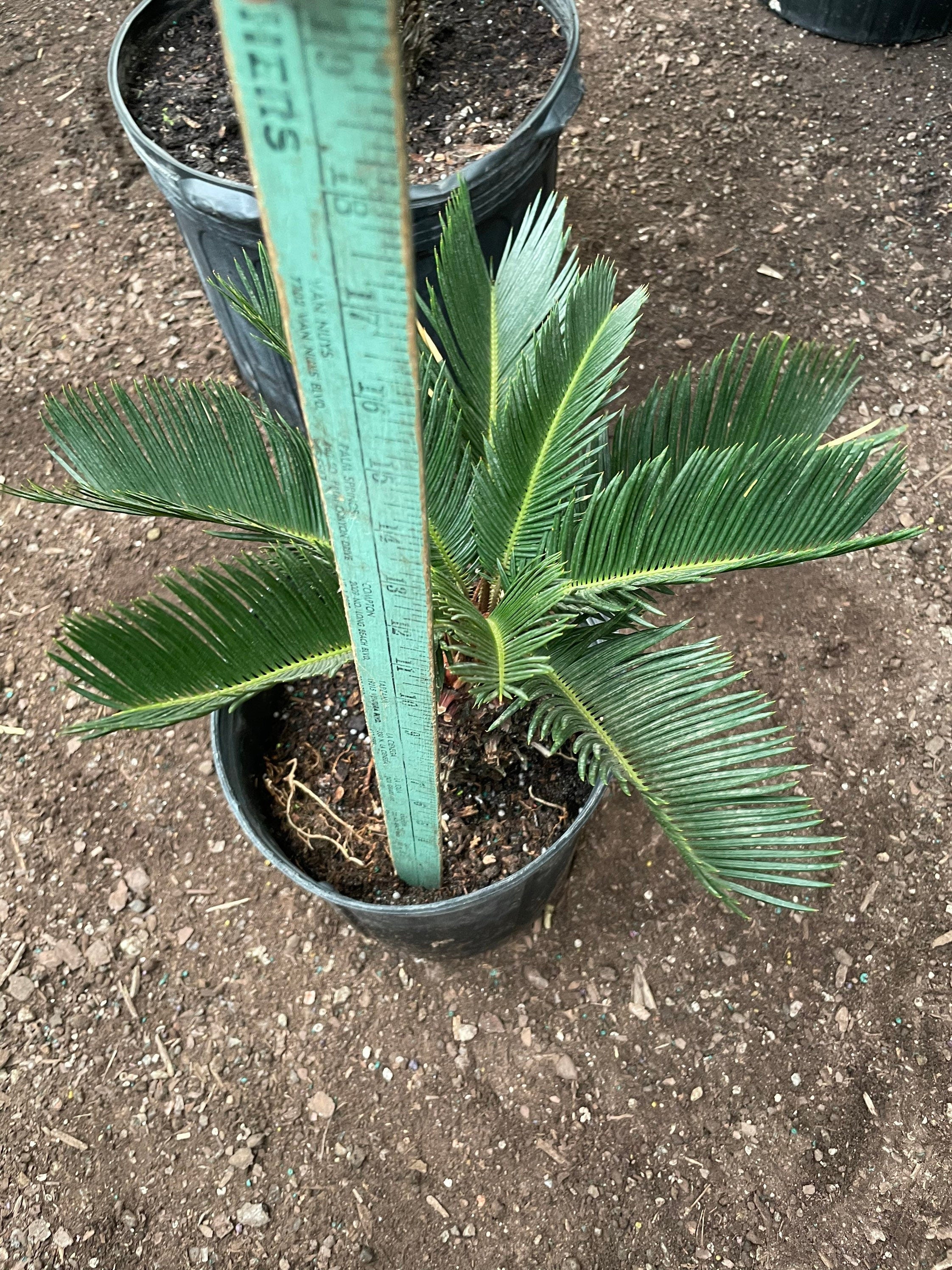 Xtra Large Sago Palm -15 gallon -indoor or outdoor -low maintenance easy care-similar to picture not exact