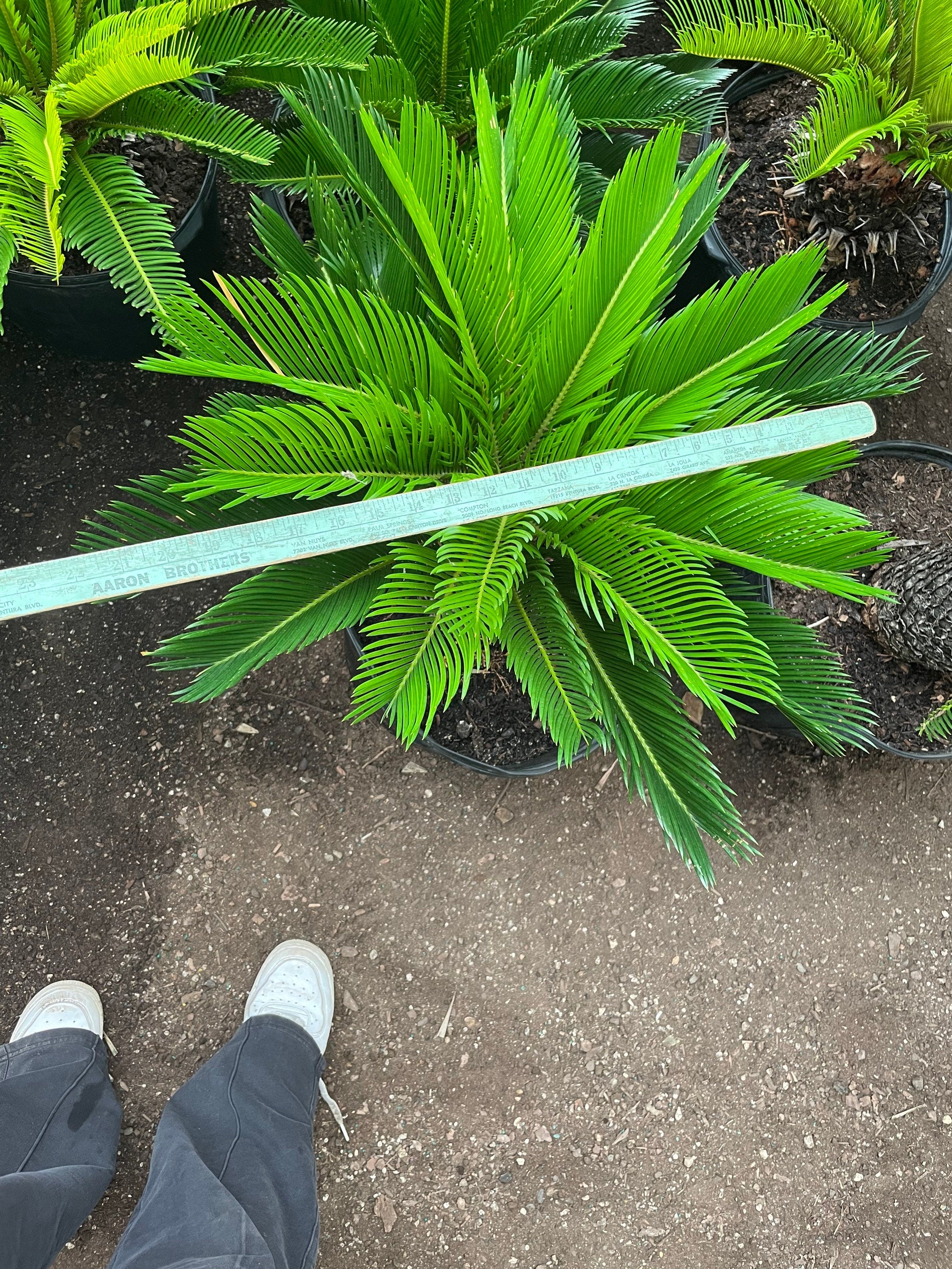 Xtra Large Sago Palm -15 gallon -indoor or outdoor -low maintenance easy care-similar to picture not exact