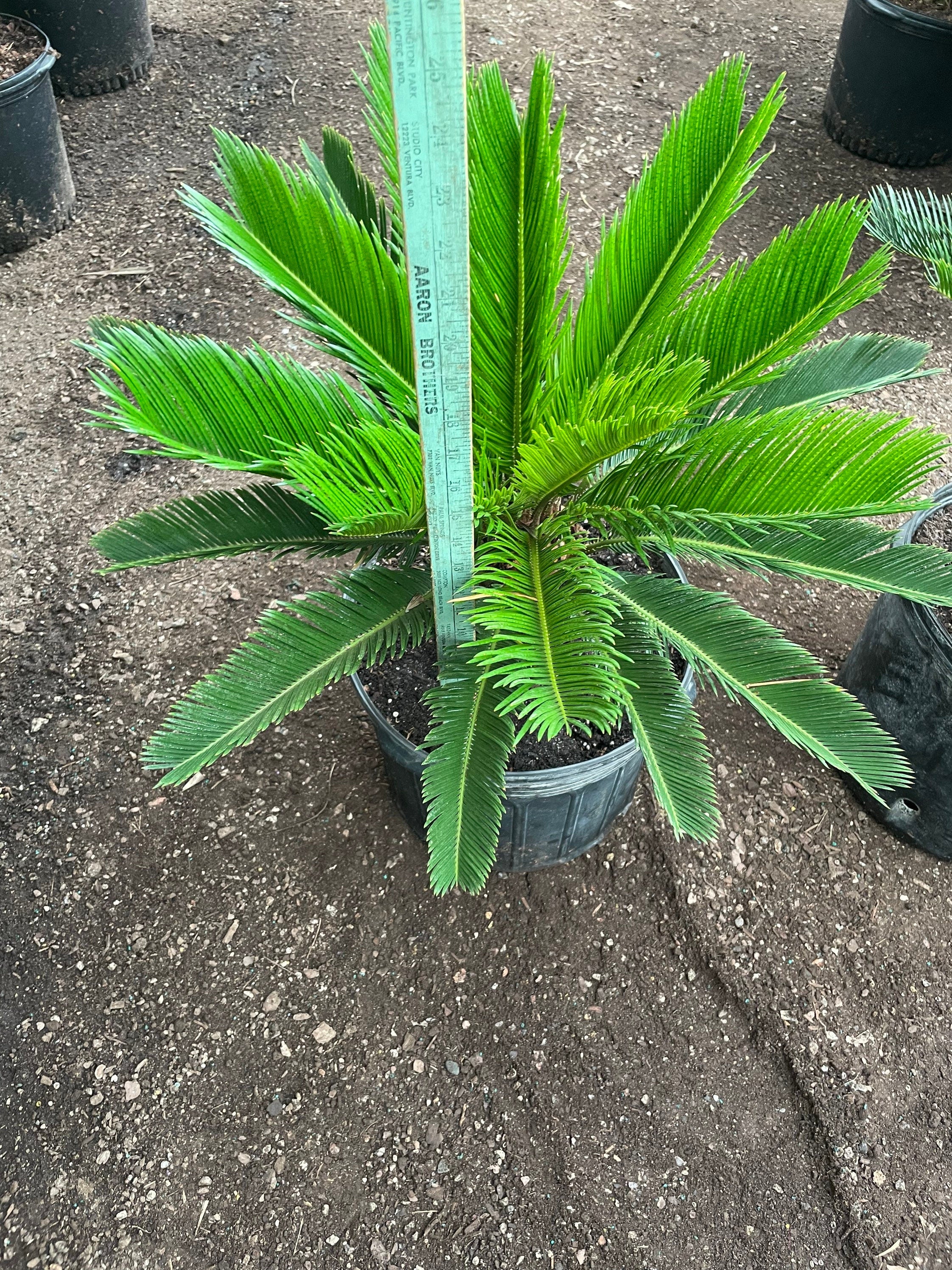 Xtra Large Sago Palm -15 gallon -indoor or outdoor -low maintenance easy care-similar to picture not exact