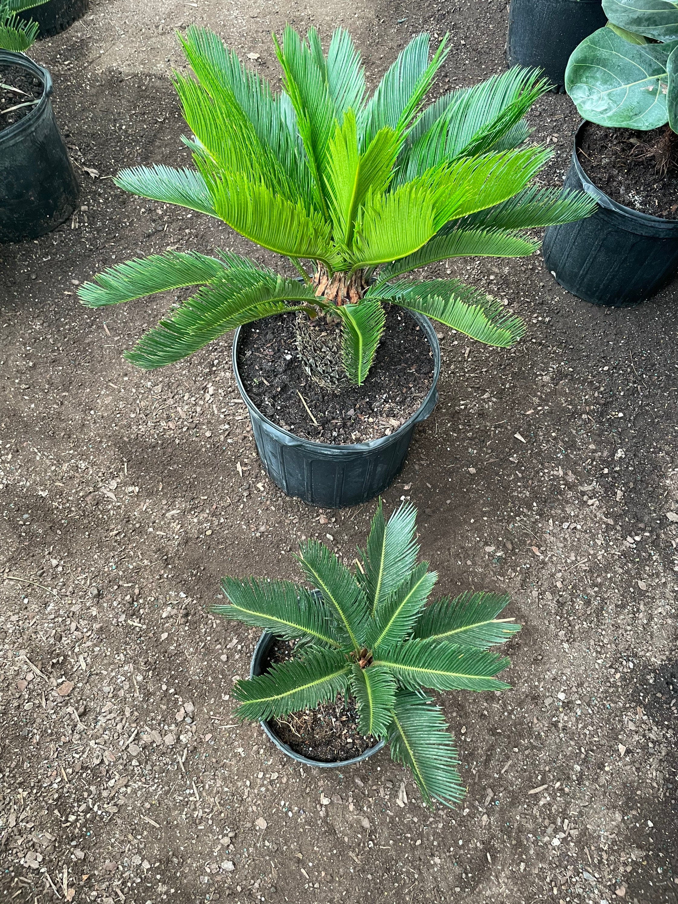 Xtra Large Sago Palm -15 gallon -indoor or outdoor -low maintenance easy care-similar to picture not exact