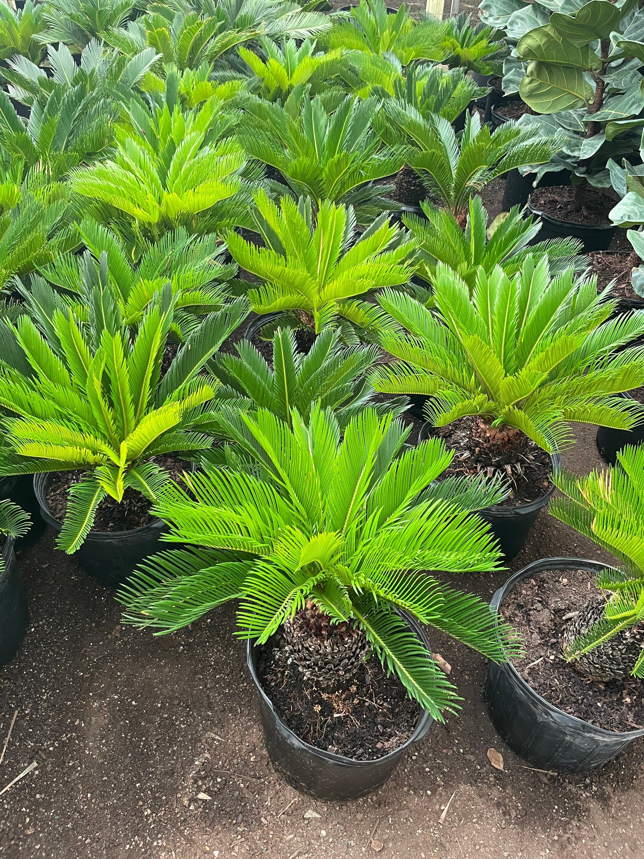 Xtra Large Sago Palm -15 gallon -indoor or outdoor -low maintenance easy care-similar to picture not exact