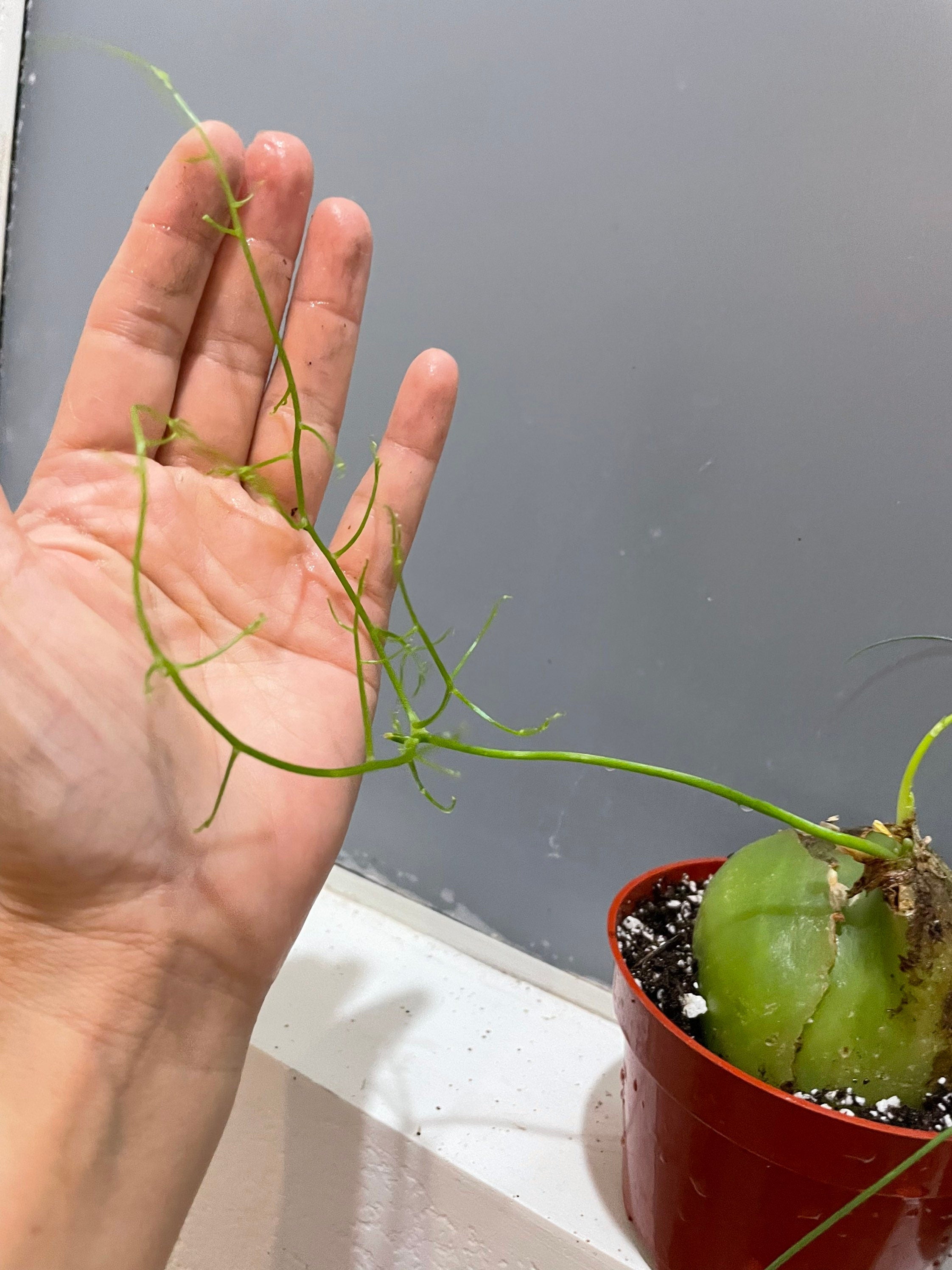 Extra large 4 inch wide -Bowiea Sea Onion - climbing sea onion . bowieavolubilis- exact plant - hard to find 2 available