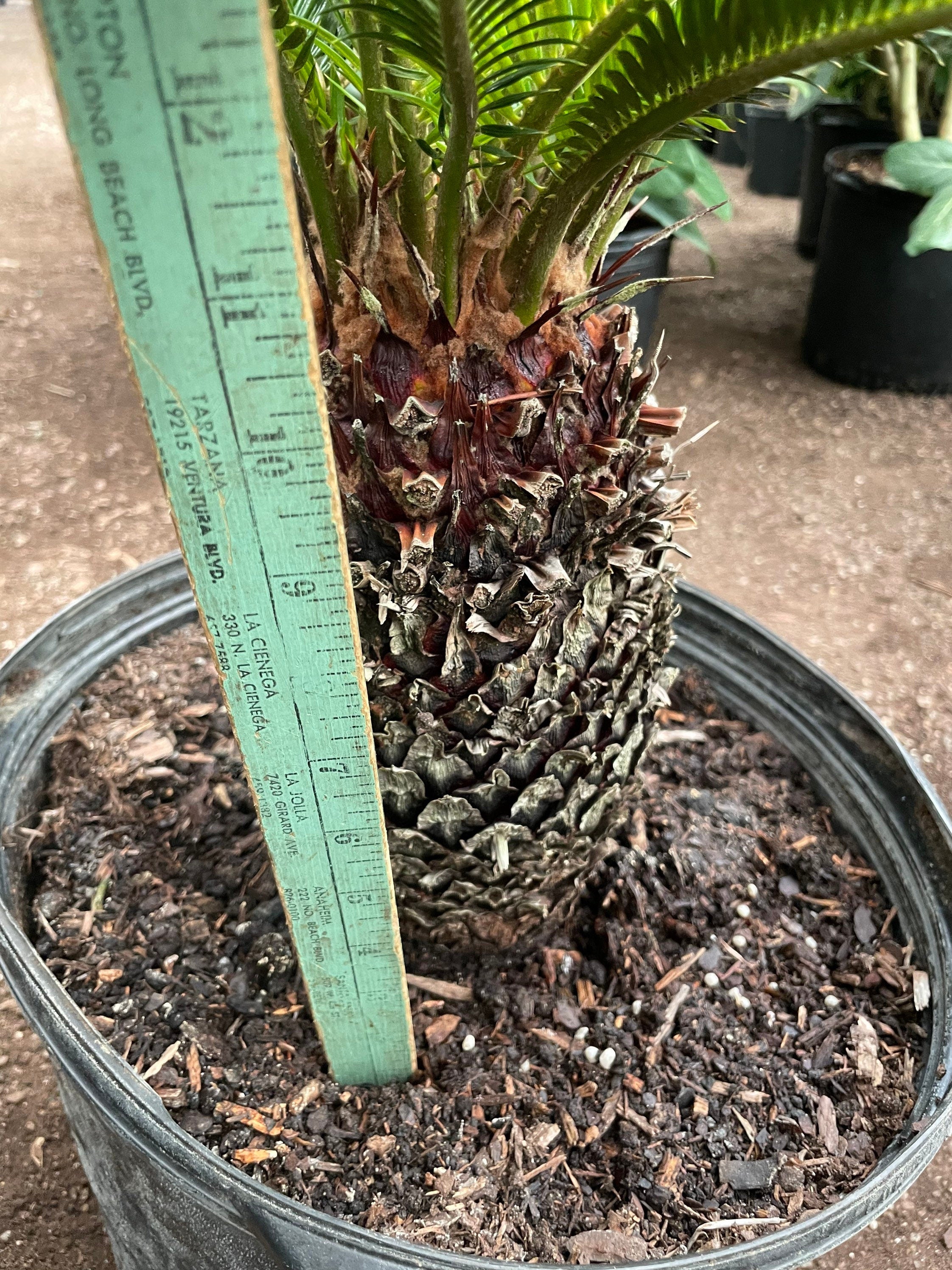 Xtra Large Sago Palm -15 gallon -indoor or outdoor -low maintenance easy care-similar to picture not exact