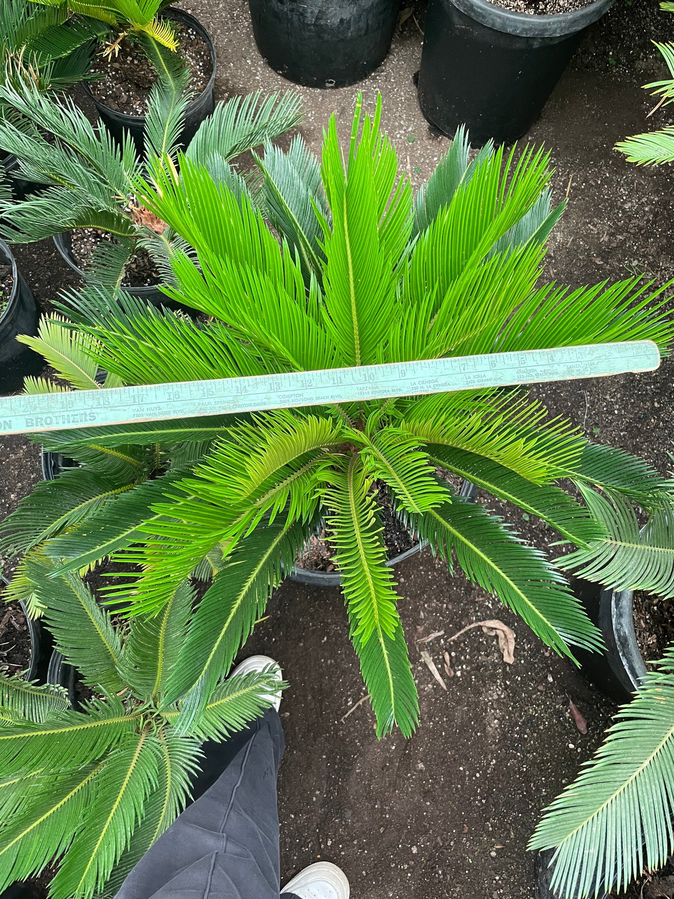 Xtra Large Sago Palm -15 gallon -indoor or outdoor -low maintenance easy care-similar to picture not exact