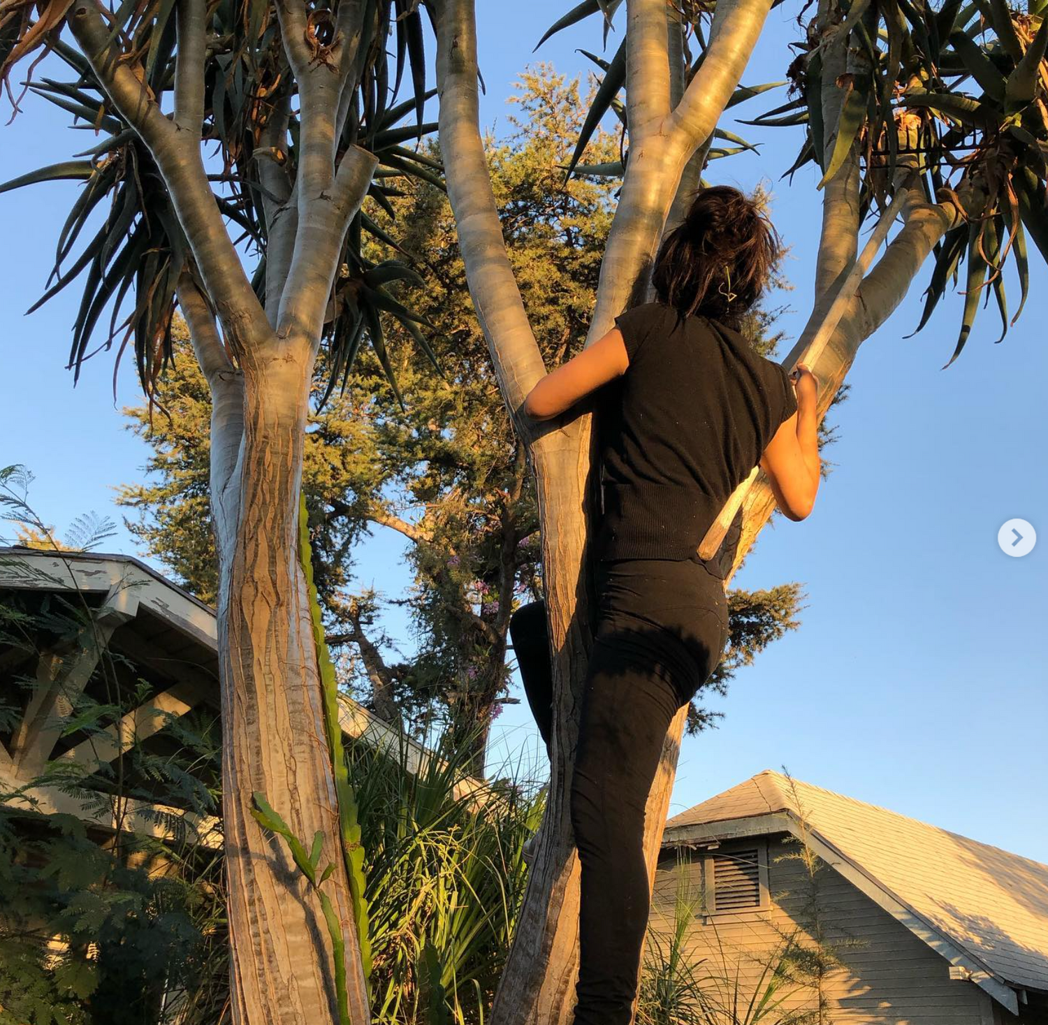 Mounting  &amp; Climb on Tree Service