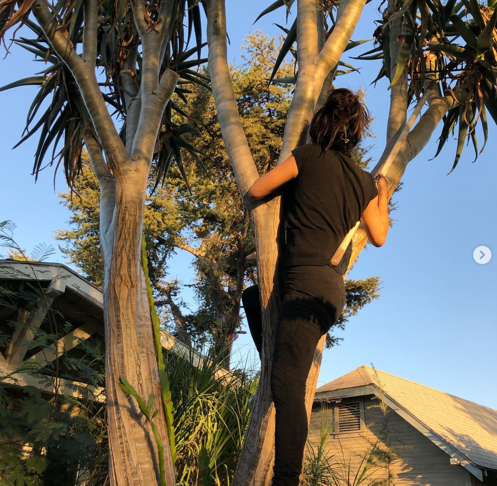 Mounting  & Climb on Tree Service