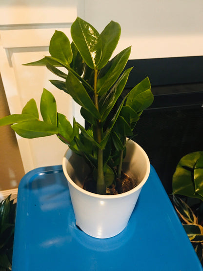 4 in pot growers pot- ZZ plant (Zamioculcas zamiifolia)-easy care- air purifier-handles low light