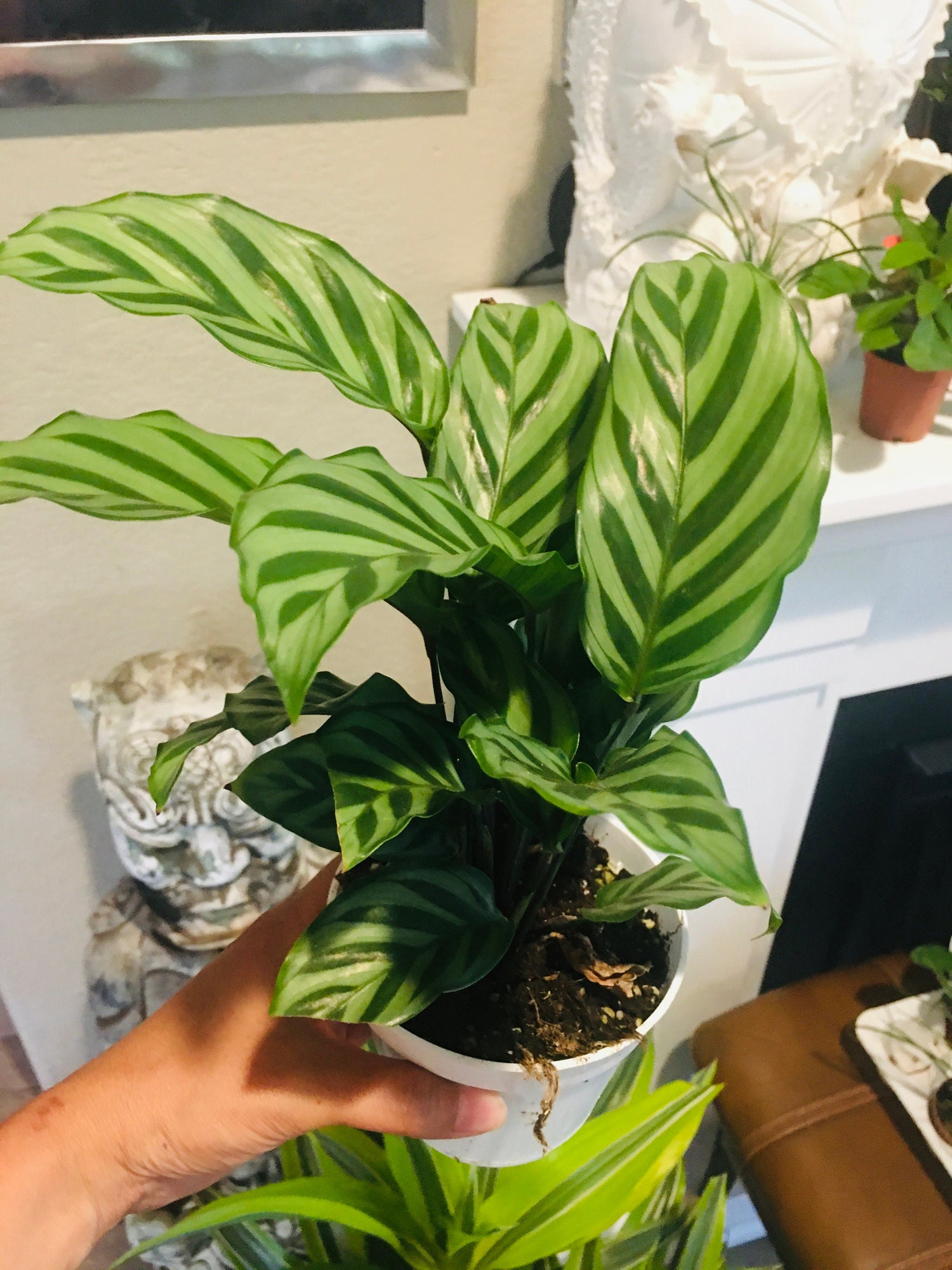 4&quot; Calathea Concinna Freddie Plant -live house plant - air purifying plant