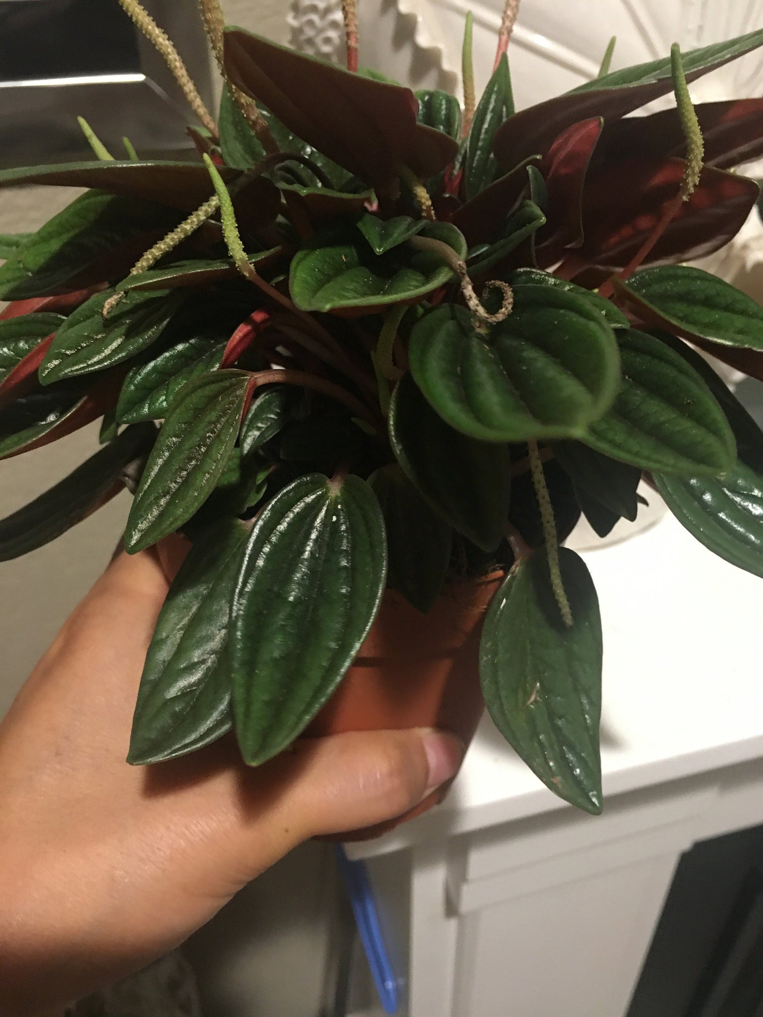 4 &quot; Peperomia &