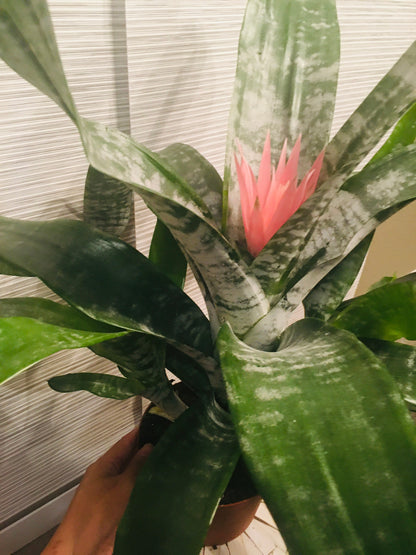 6&quot; Large BROMELIAD –Aechmea Pink -Has Flower !