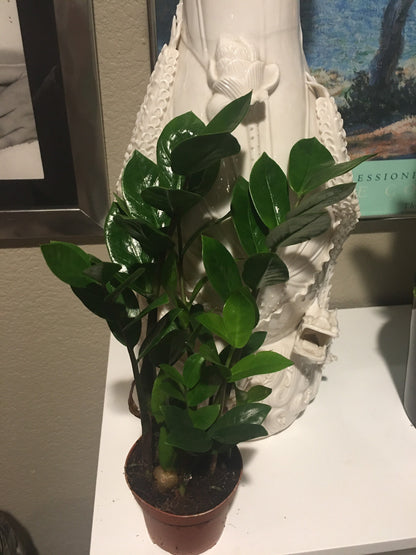 4 in pot growers pot- ZZ plant (Zamioculcas zamiifolia)-easy care- air purifier-handles low light