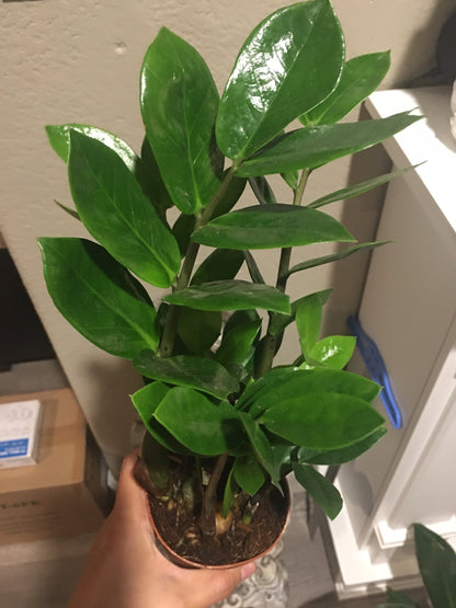 4 in pot growers pot- ZZ plant (Zamioculcas zamiifolia)-easy care- air purifier-handles low light