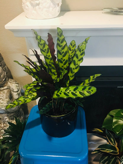 Large 6 “ pot-Calathea Rattlesnake- Pet Friendly Indoor-similar to photo-Goeppertia insignis, formerly Calathea lancifolia-free ups ground