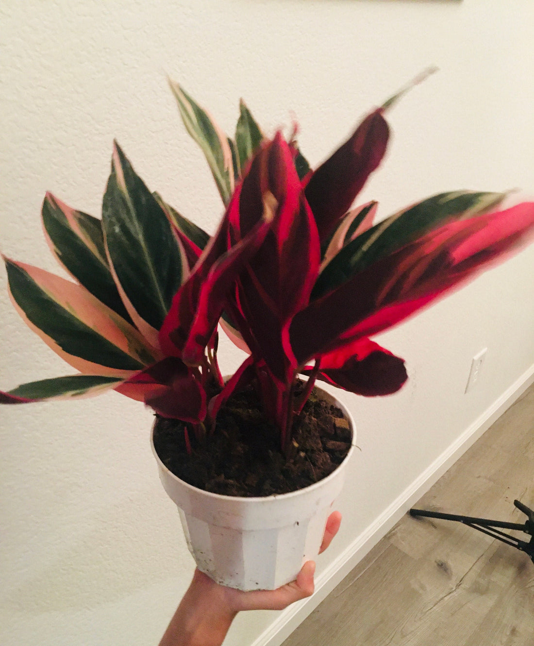 6 inch pots -Tricolor Stromanthe Easy-to-Grow Live Prayer Plant,Indoor/Outdoor Air Purifier!