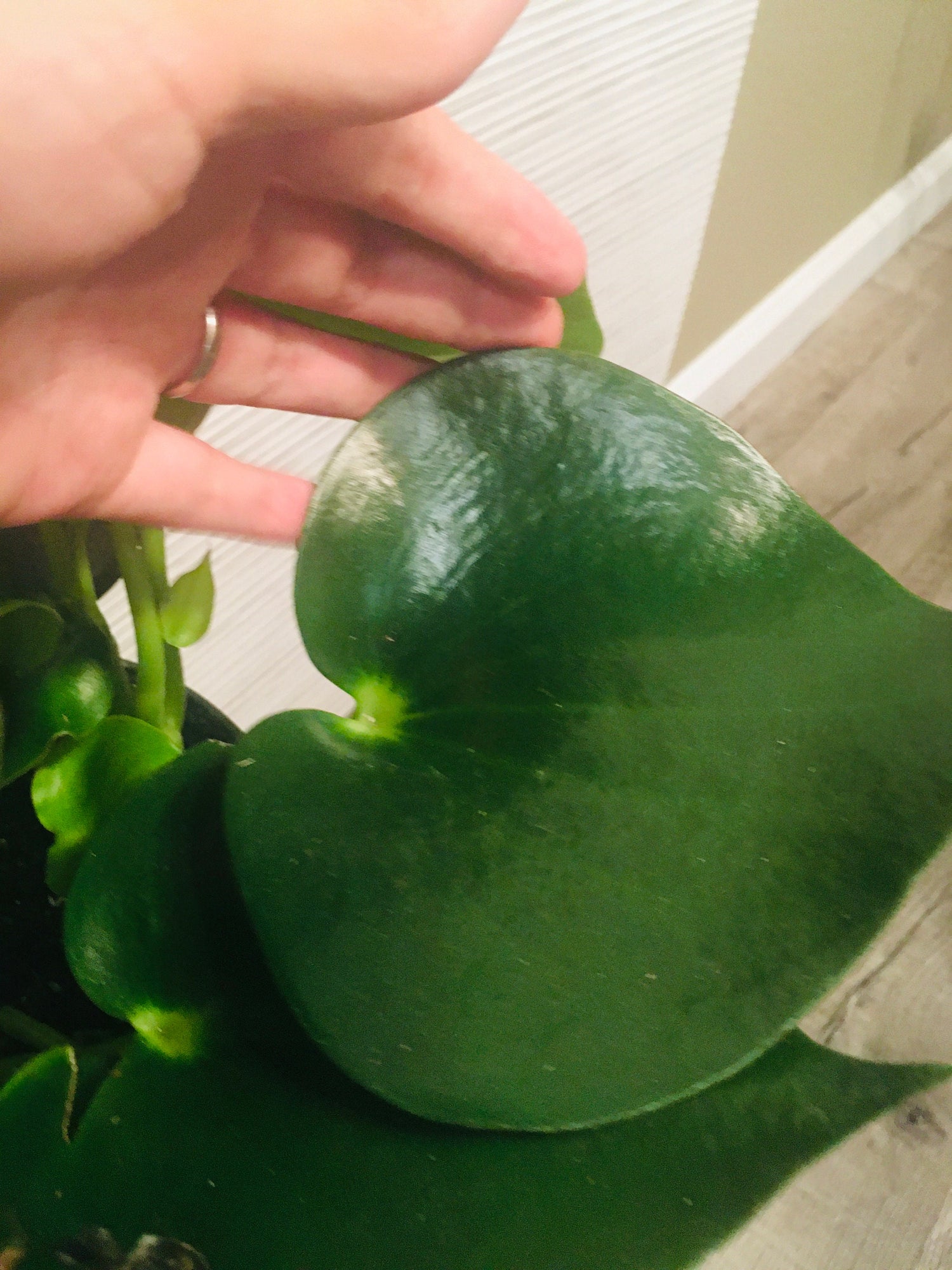 Owl Eye Peperomia (Peperomia polybotrya) -Large Leaves -easy care!