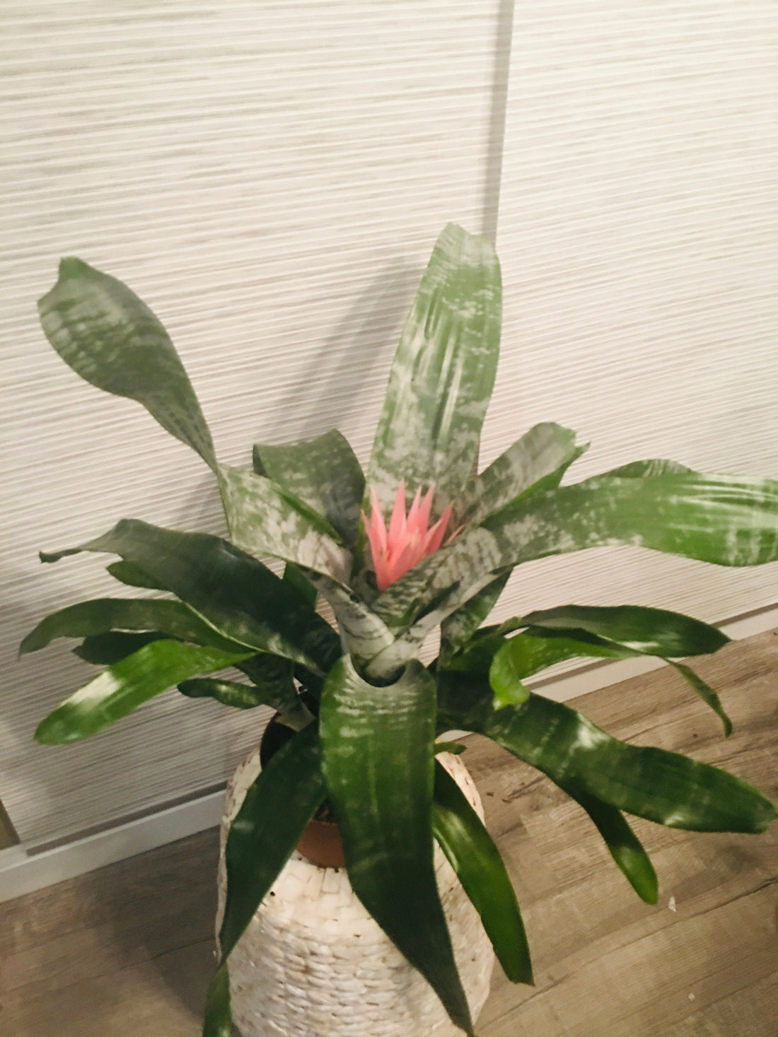 6&quot; Large BROMELIAD –Aechmea Pink -Has Flower !