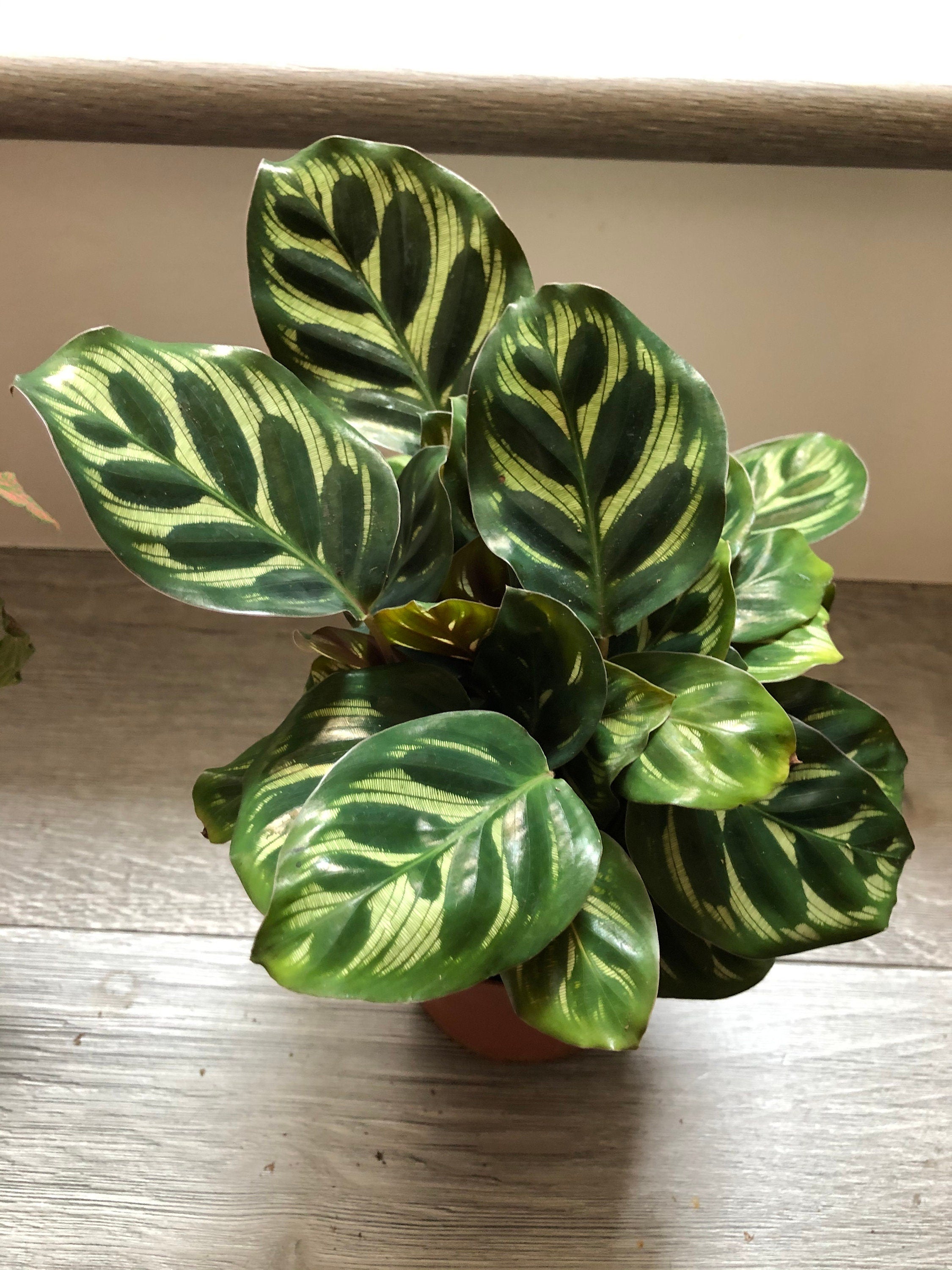 4 &quot; Calathea Makoyana -Peacock or Cathedral Windows - Pet Friendly