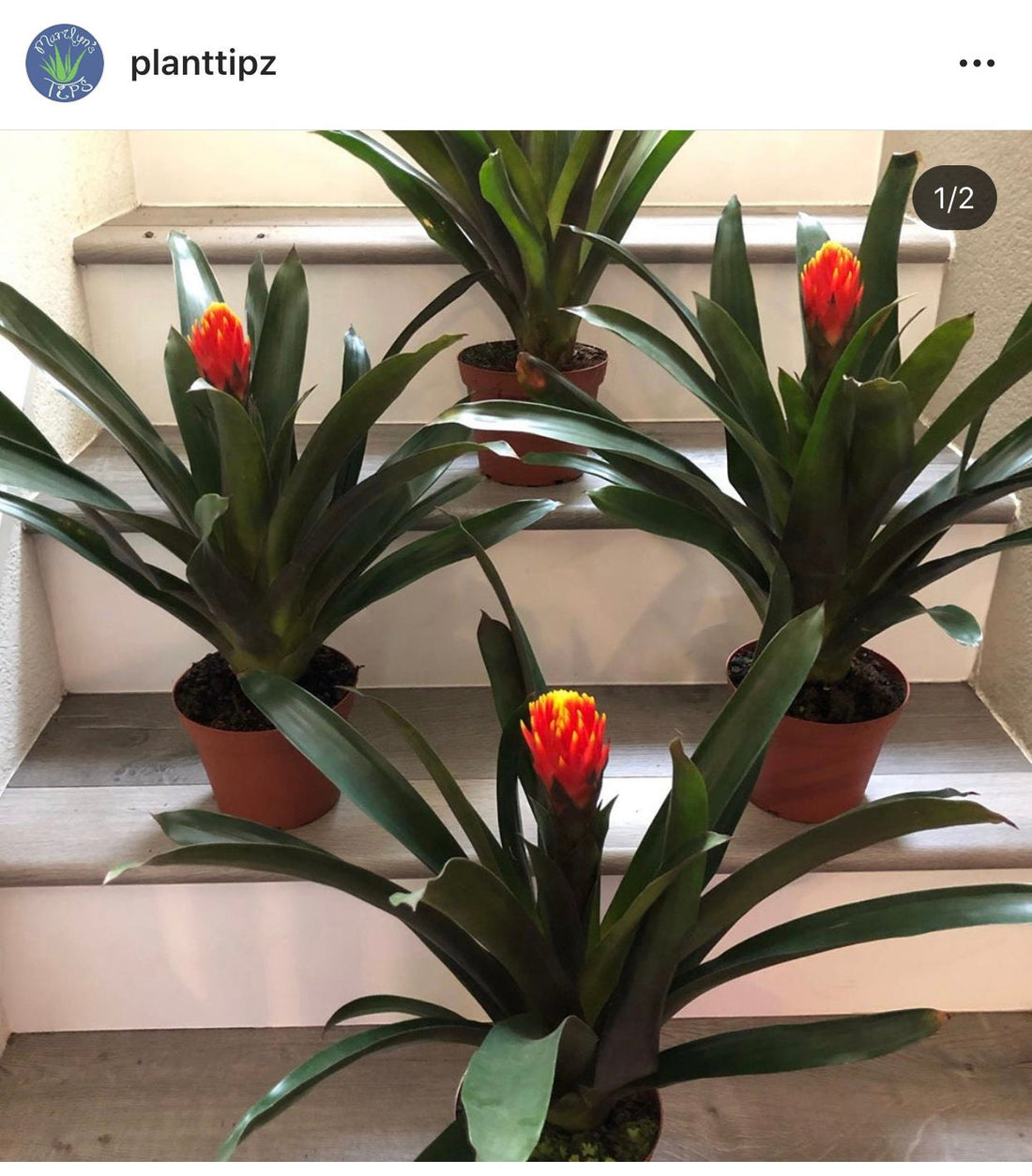 6 inch Pot -1ft tall Guzmania Tala Bromeliad- hard to find, easy care .