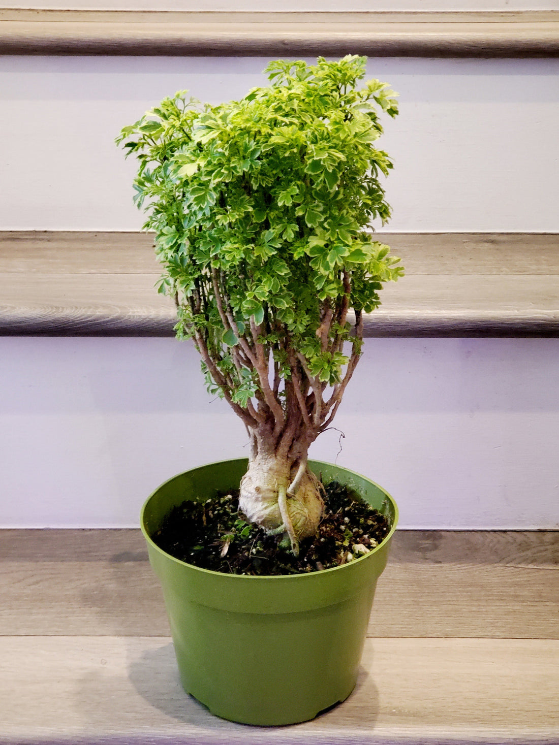 1 ft tall -Aralia Ming Gold Bonsai, Aralia Parsley- Stunning variegated bonsai tree