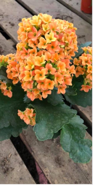 4 inch Live potted -Orange Kalanchoe blossfeldiana