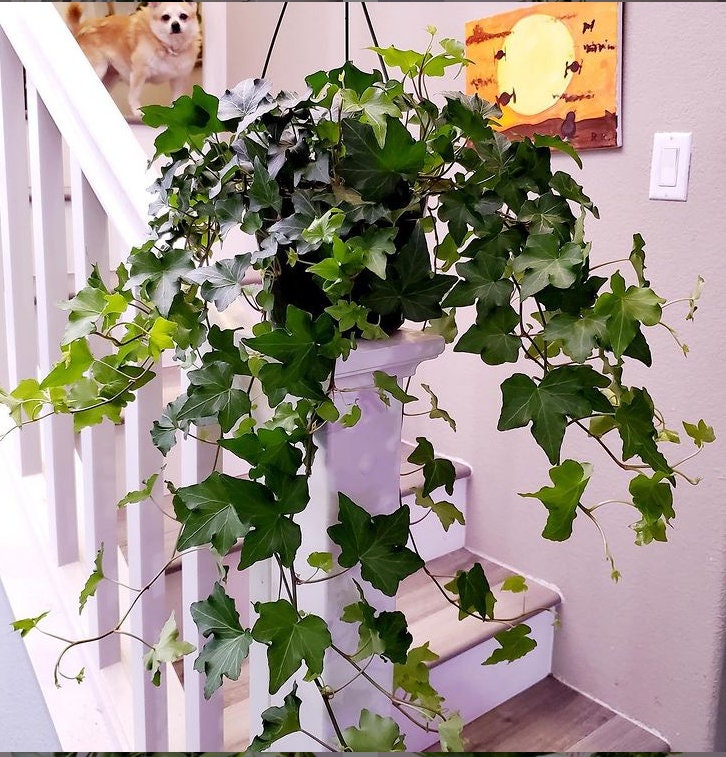 1-2ft Elegant Trailing Vine-Needlepoint Ivy  Live Plant, 6&quot; Pot, Indoor/Outdoor Air Purifier