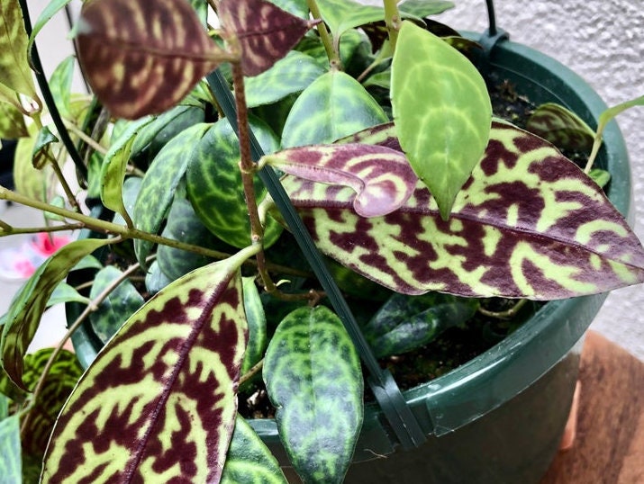 Hard to Find -6&quot; Black Pagoda Lipstick plant trailing