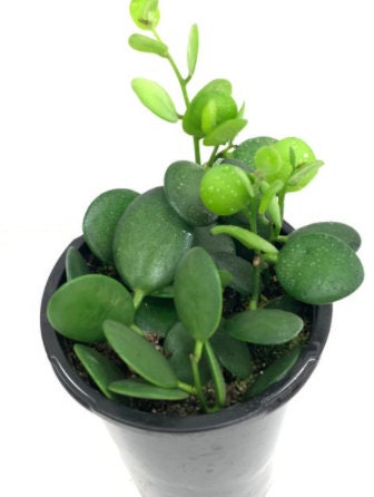 4 inch pots -live plant- Silver Dollar Plant Live plant-String of Coins/ Silver Dollar Succulent/ Xerosicyos Danguyi