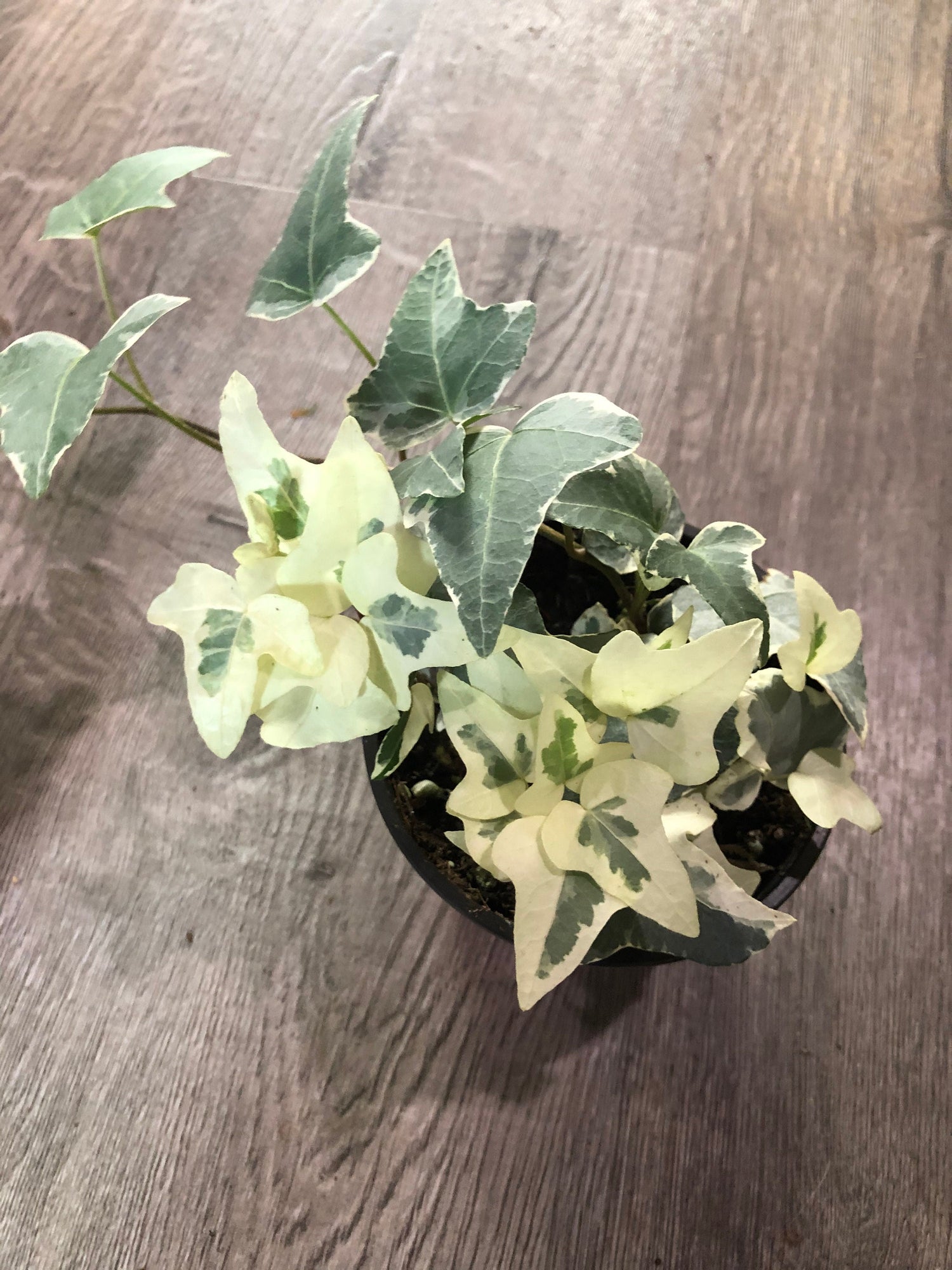 4 inch english variegated ivy-hard to find -live plant comes in growers pot-variegation can vary