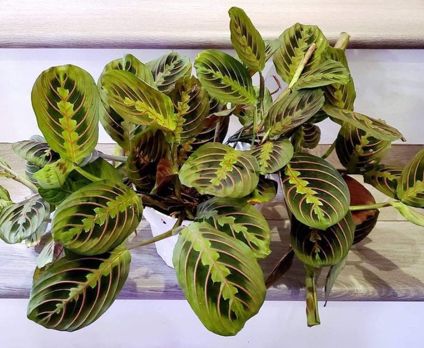 Large Red Maranta Prayer Plant- Leuconeura  in  6 Inch Pot- Easy Care , Pet Friendly , Air Purifier