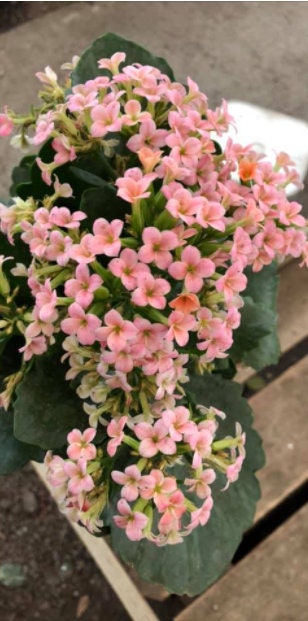 4 inch Live potted -Salmon -Pink Kalanchoe blossfeldiana