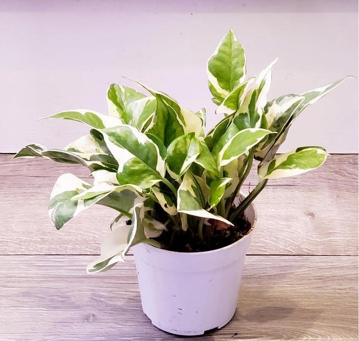 4 inch Live Potted- Pothos NJOY