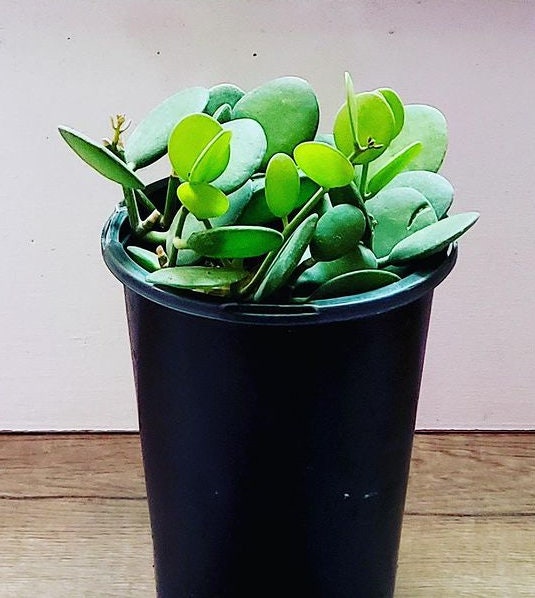 4 inch pots -live plant- Silver Dollar Plant Live plant-String of Coins/ Silver Dollar Succulent/ Xerosicyos Danguyi