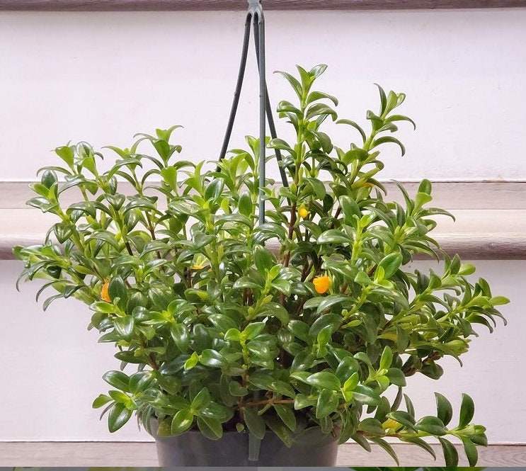 X Large Gold Fish Plant - Ship in 6&quot; Pot -Indoor or outdoor- Great for mounts - epiphyte-  Columnea Nematanthus/candy corn- easy care