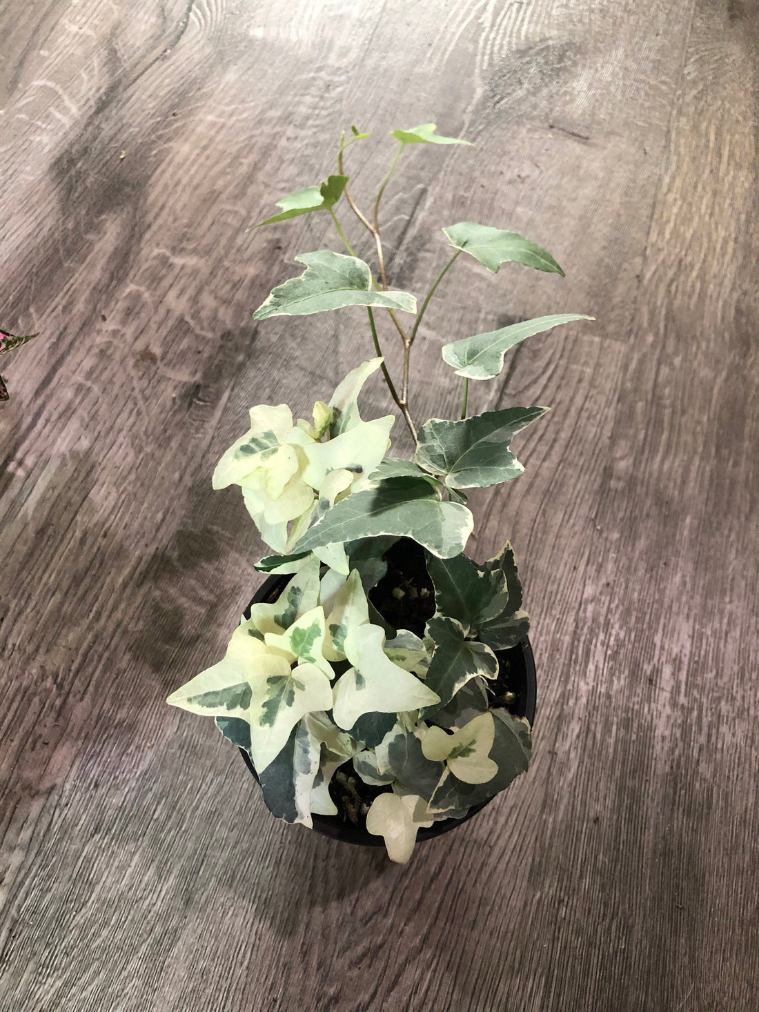 4 inch english variegated ivy-hard to find -live plant comes in growers pot-variegation can vary