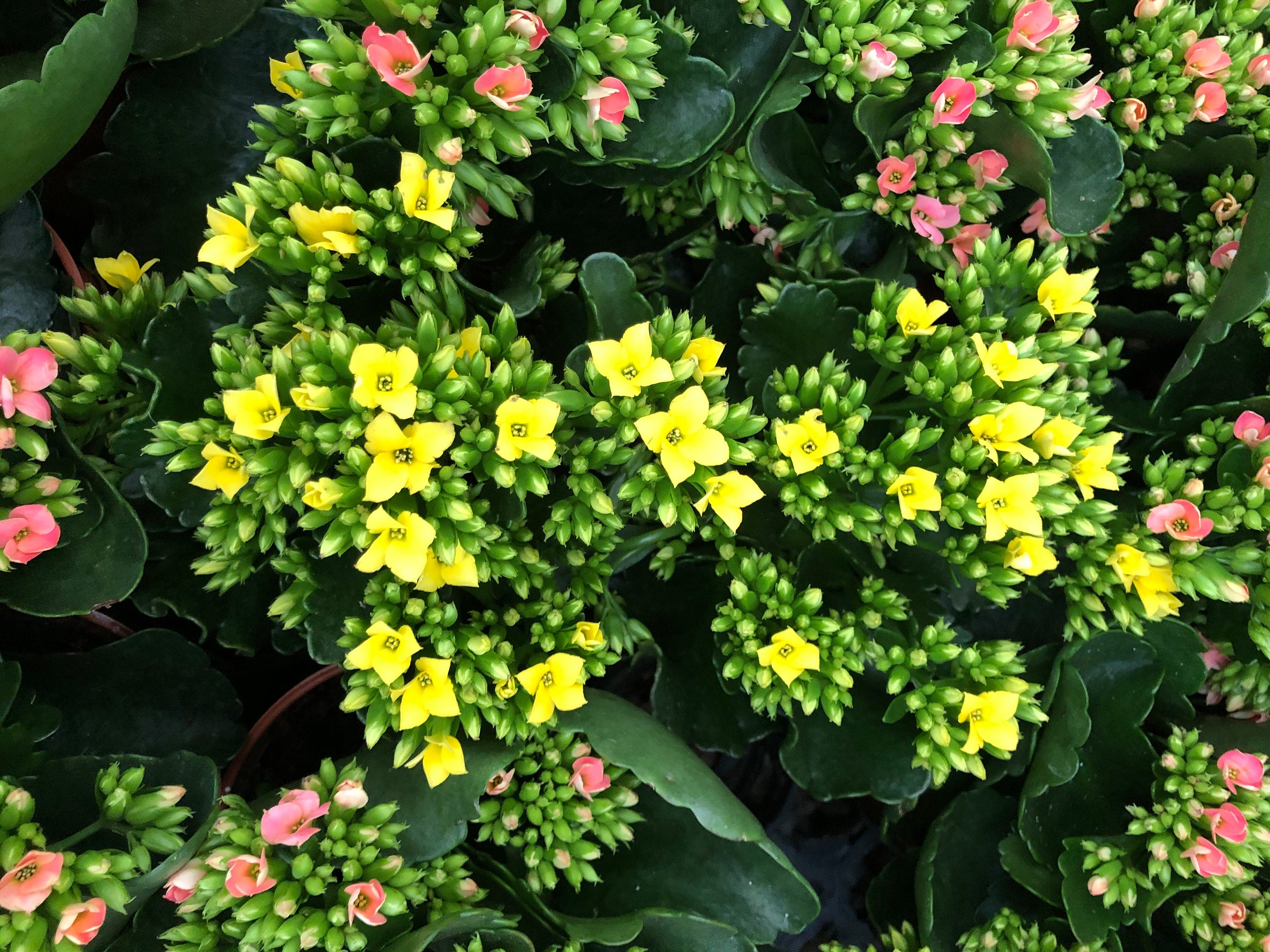 4 inch Live potted -yellow  Kalanchoe blossfeldiana