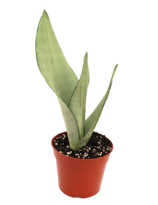 Large -Sansevieria Moonshine snake Plant in 4 inch pot