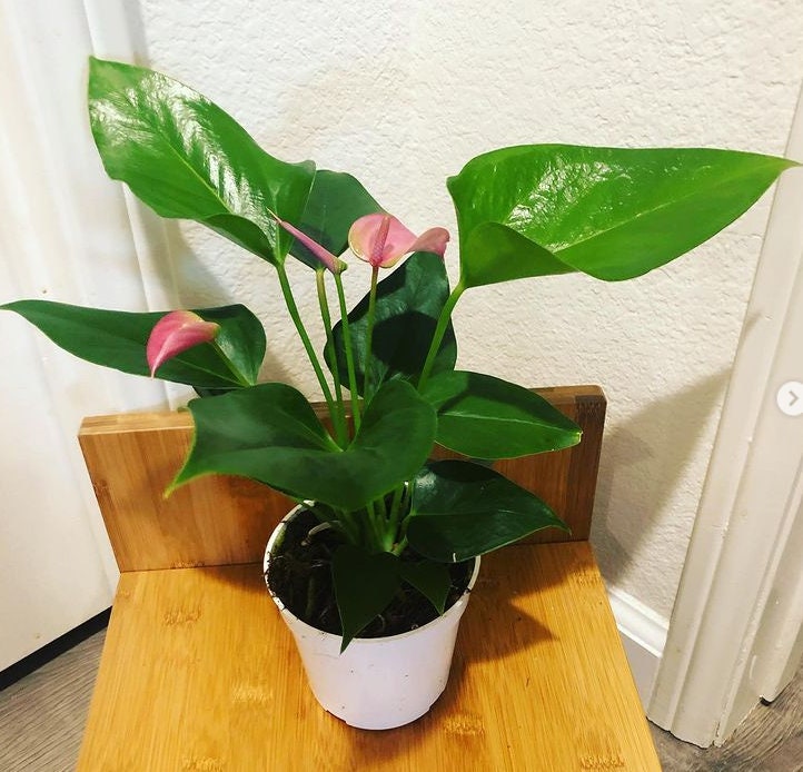 4 in potted live plant - Collectors Pink Anthurium Joli easy care, air purifier