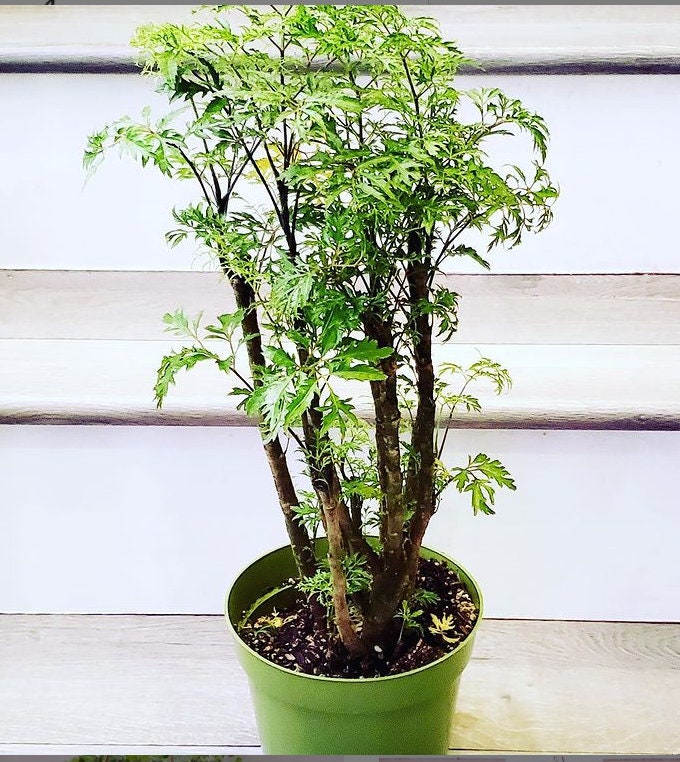 XL -6 pot - 2 ft tall  live tree  in growers pot - Ming aralia- great for bonsai, air purifier