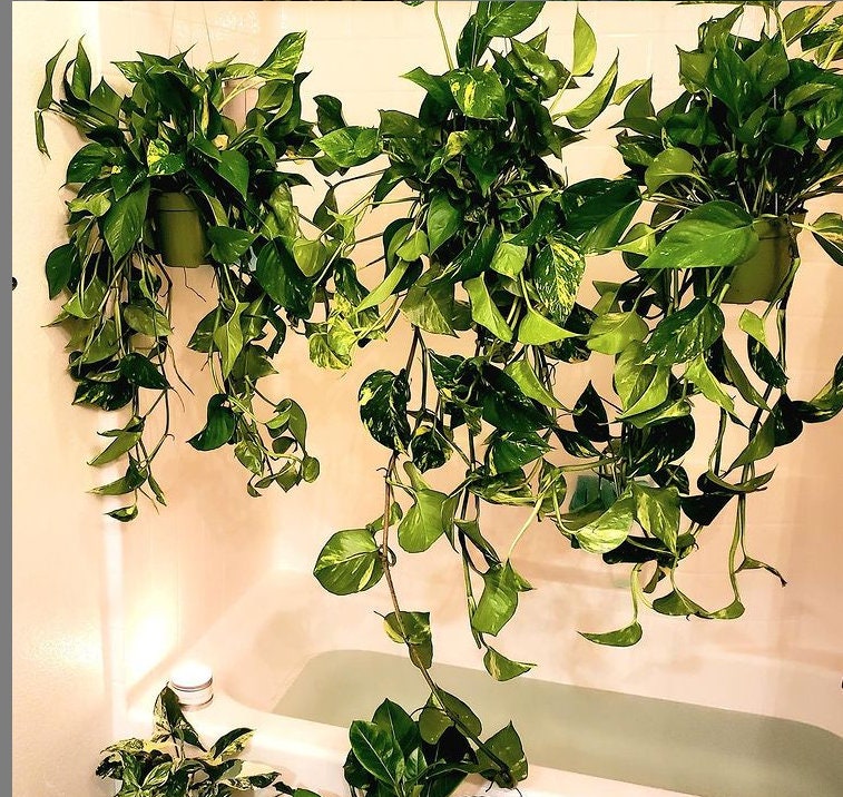 XXL -1-2 ft Long Trails -Golden Pothos in 6 inch growers pot- Epipremnum aureum