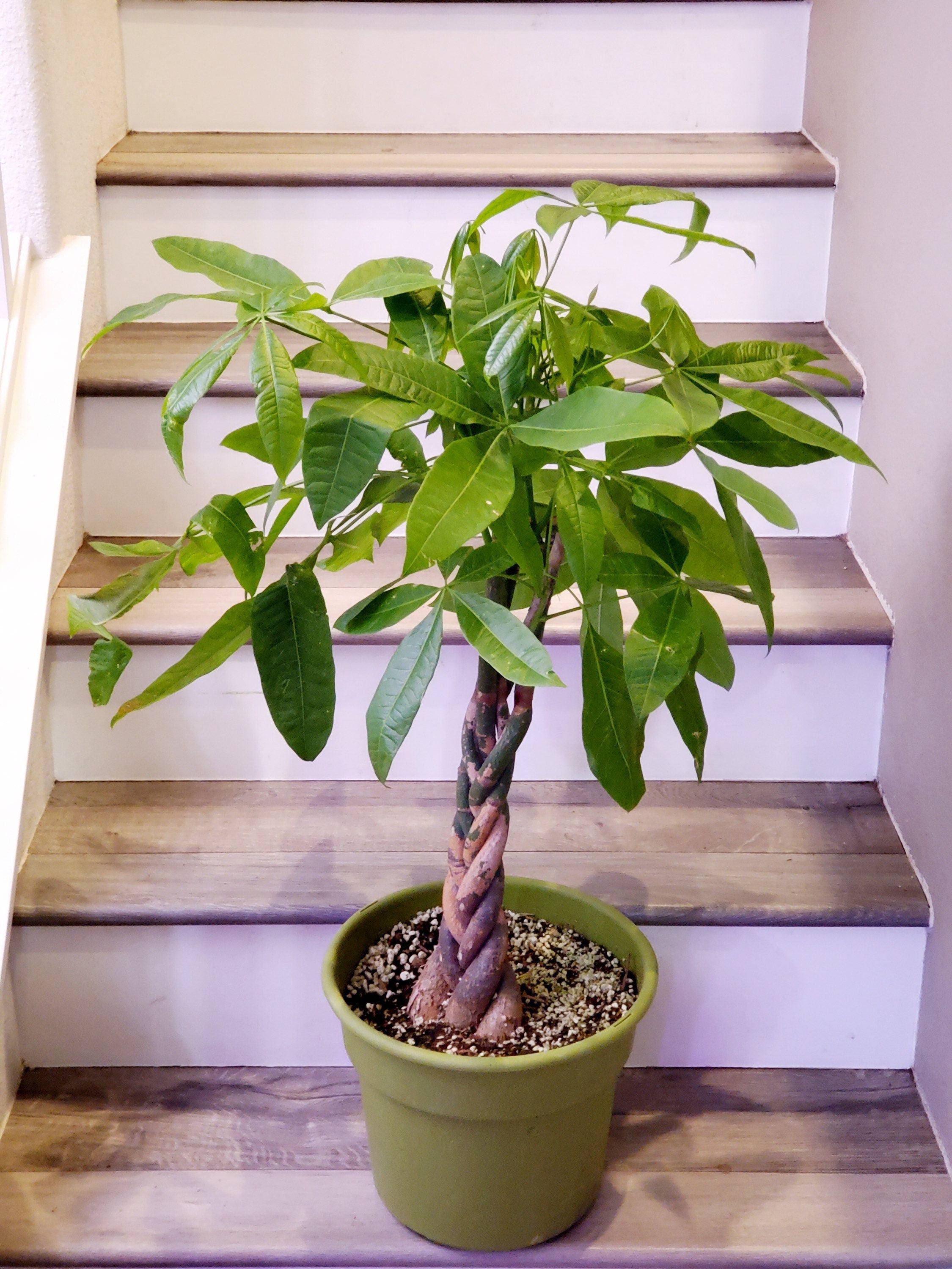 Extra Large 3 ft tall braided-Money Tree-Pachira Aquatica Money Tree - Good Luck Plant -Indoor office plant- Air purifier