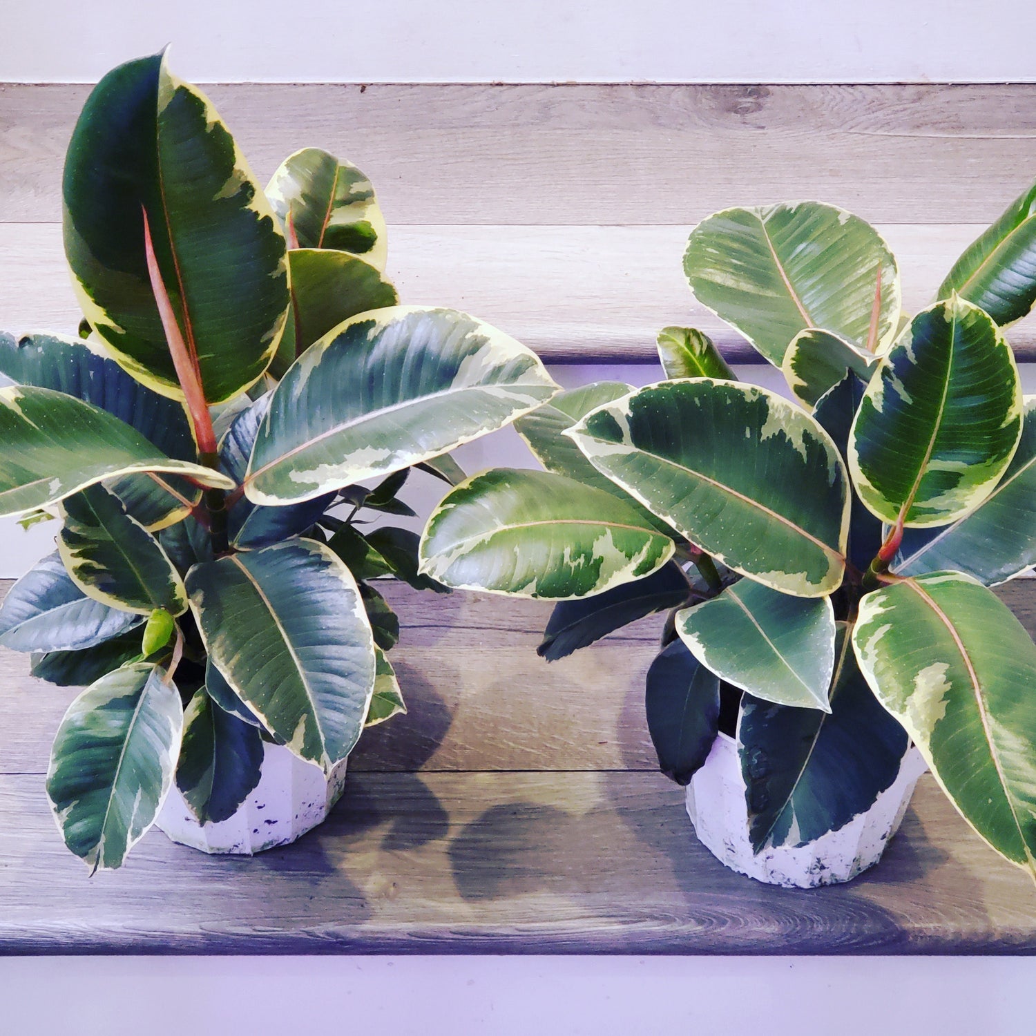 6 inch  Live potted - ficus teneke- variegated ficus