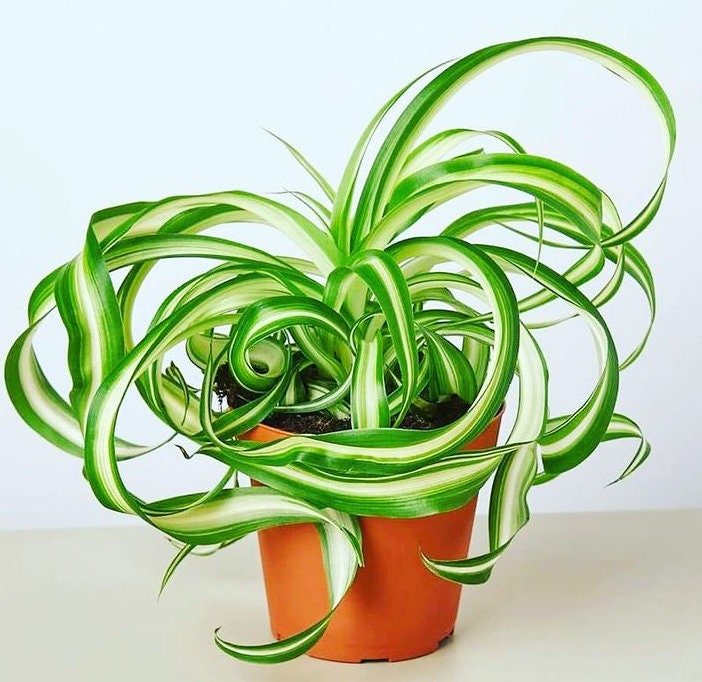 Live 4  inch pot- air Purifying Indoor Plant Chlorophytum comosum,  Variegated Curly Bonnie Spider Plants.