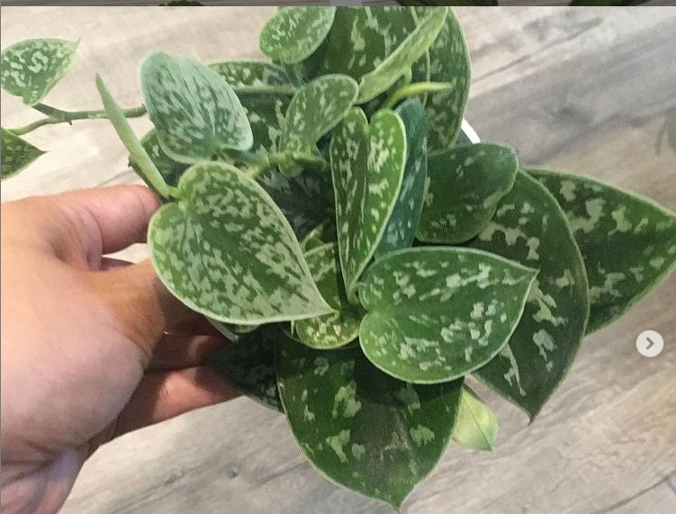 4 inch Live Potted- Silver satin pothos argyraeus