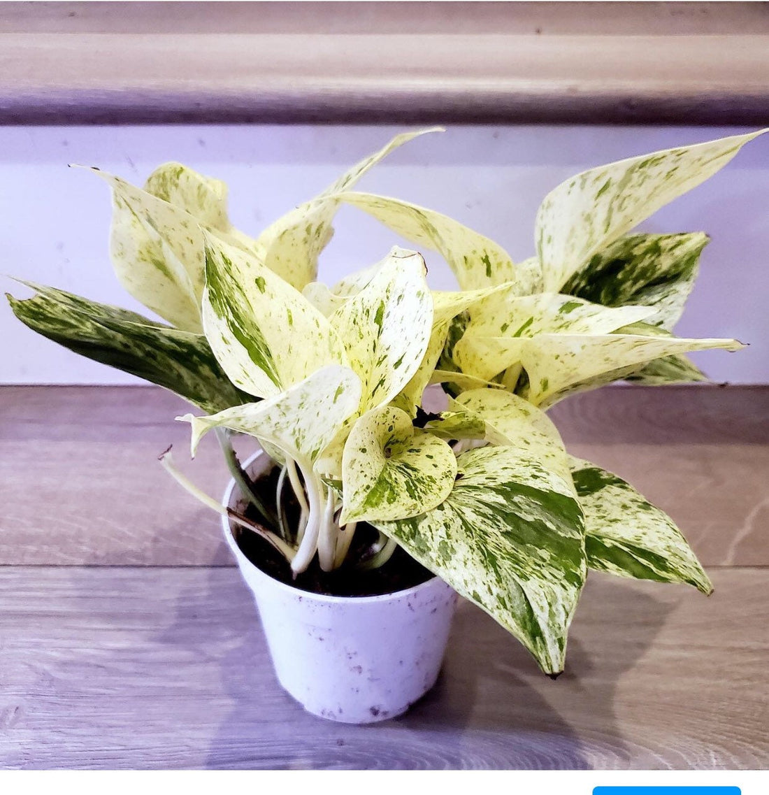 Pothos snow -marble queen - 4” Potted live plant-note variegation do vary from light to darker green.-Epipremnum Aureum-Marble-Variegated-