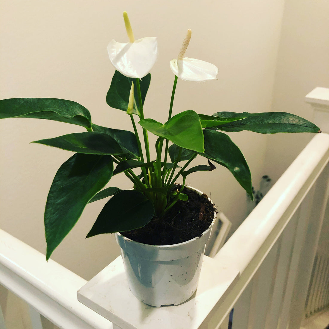 4 in potted live plant - Collectors white Anthurium -easy care, air purifier