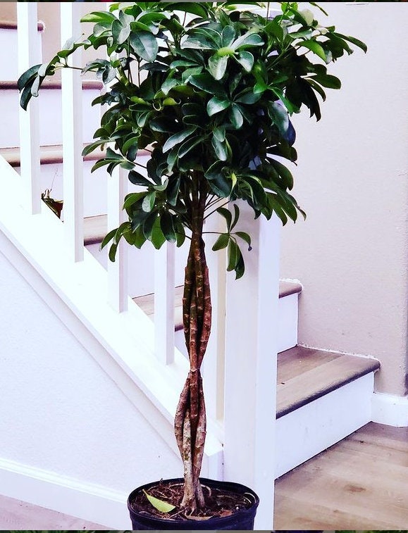 4 ft - Dwarf Umbrella Tree - Schefflera!