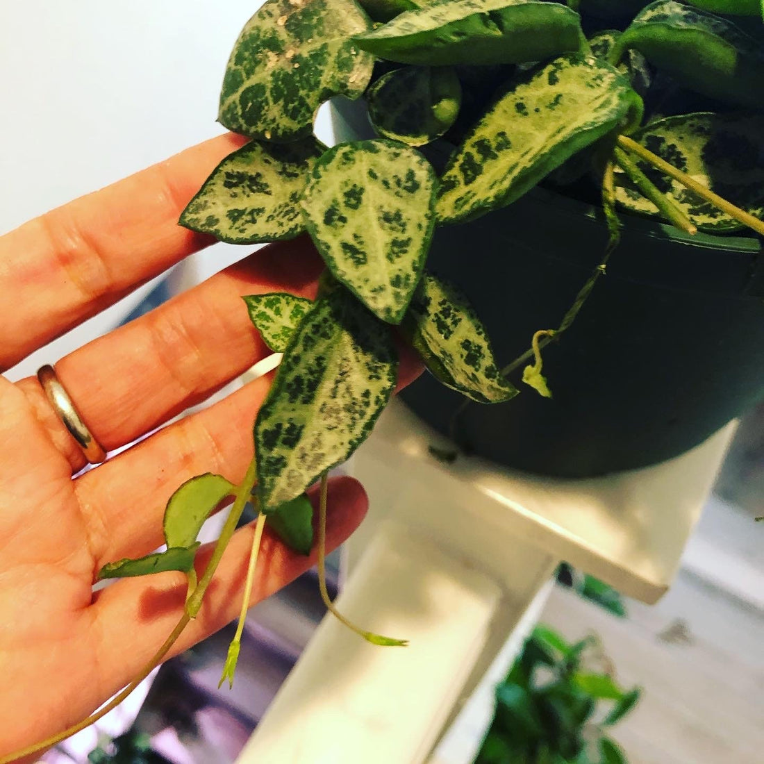6 inch potted live plant trailing -Ceropegia Linearis Woodii String of Spades String of Hearts String of Daggers Heartless Plant in