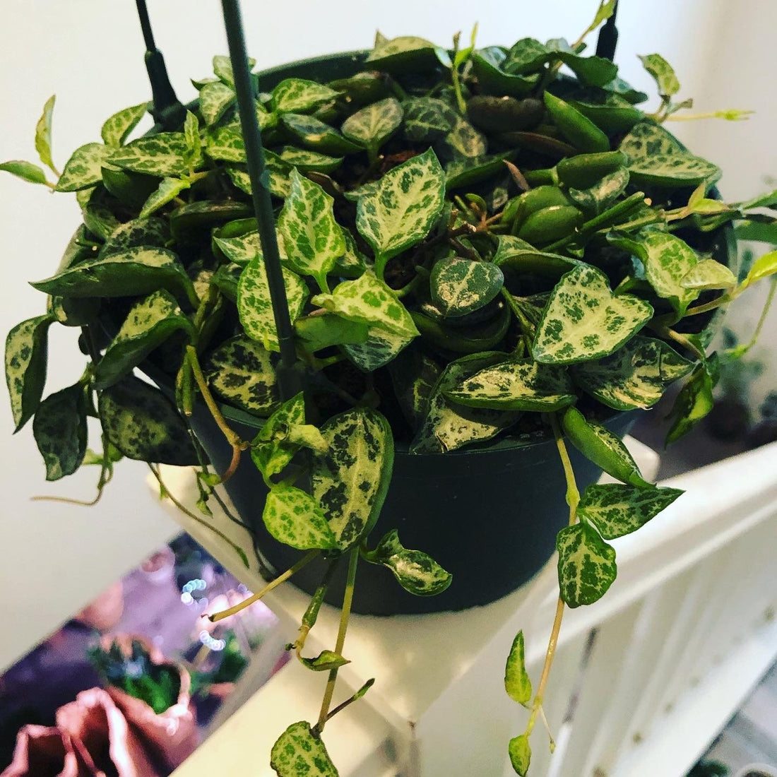 6 inch potted live plant trailing -Ceropegia Linearis Woodii String of Spades String of Hearts String of Daggers Heartless Plant in