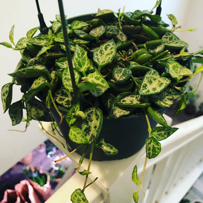 6 inch potted live plant trailing -Ceropegia Linearis Woodii String of Spades String of Hearts String of Daggers Heartless Plant in