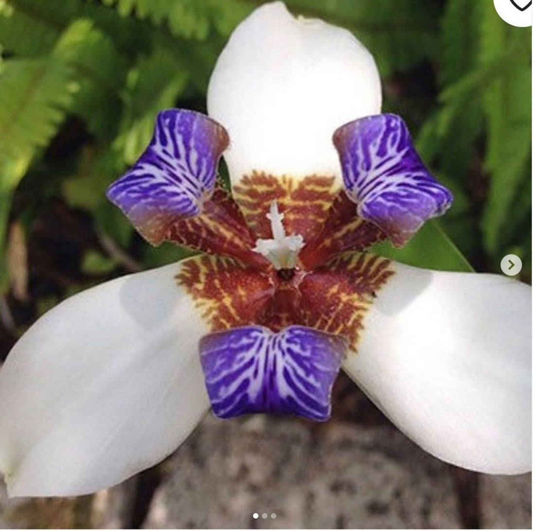 XXL -blooming size Louisiana White Walking Apostles Iris Neomarica gracilis - Mature will bloom not a starter .